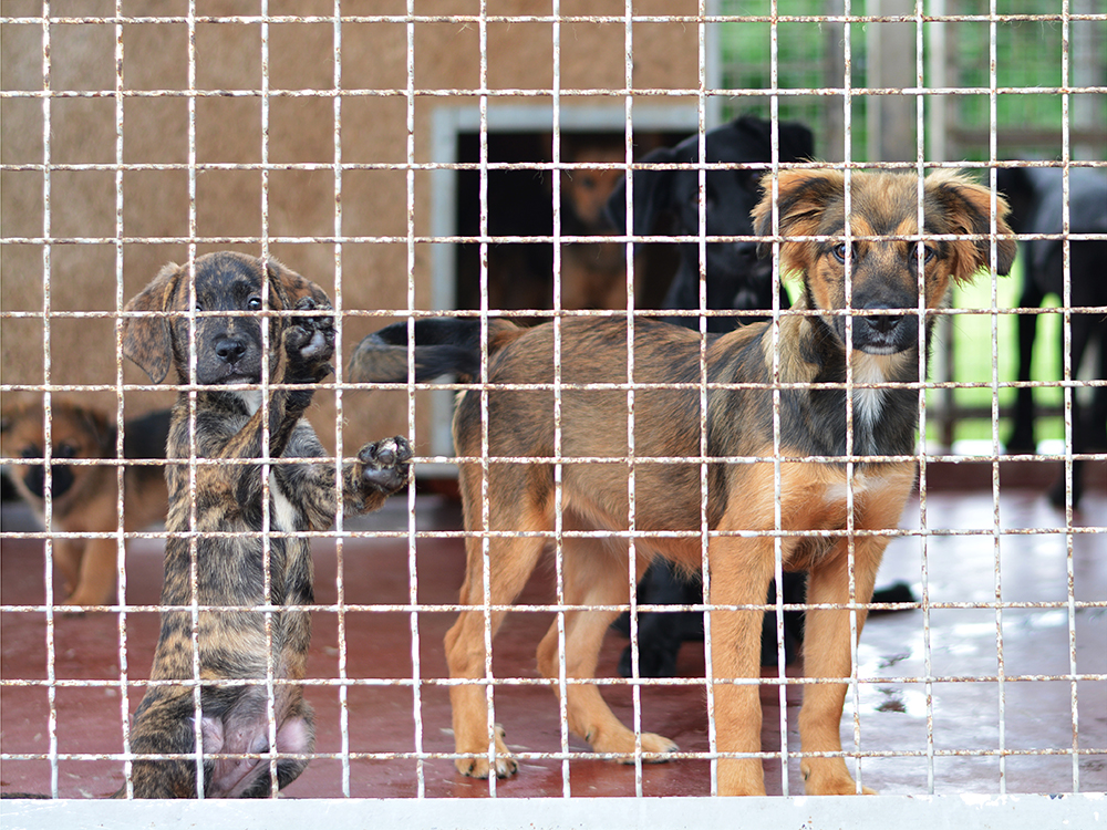 Pa pogledajte te njuškice.