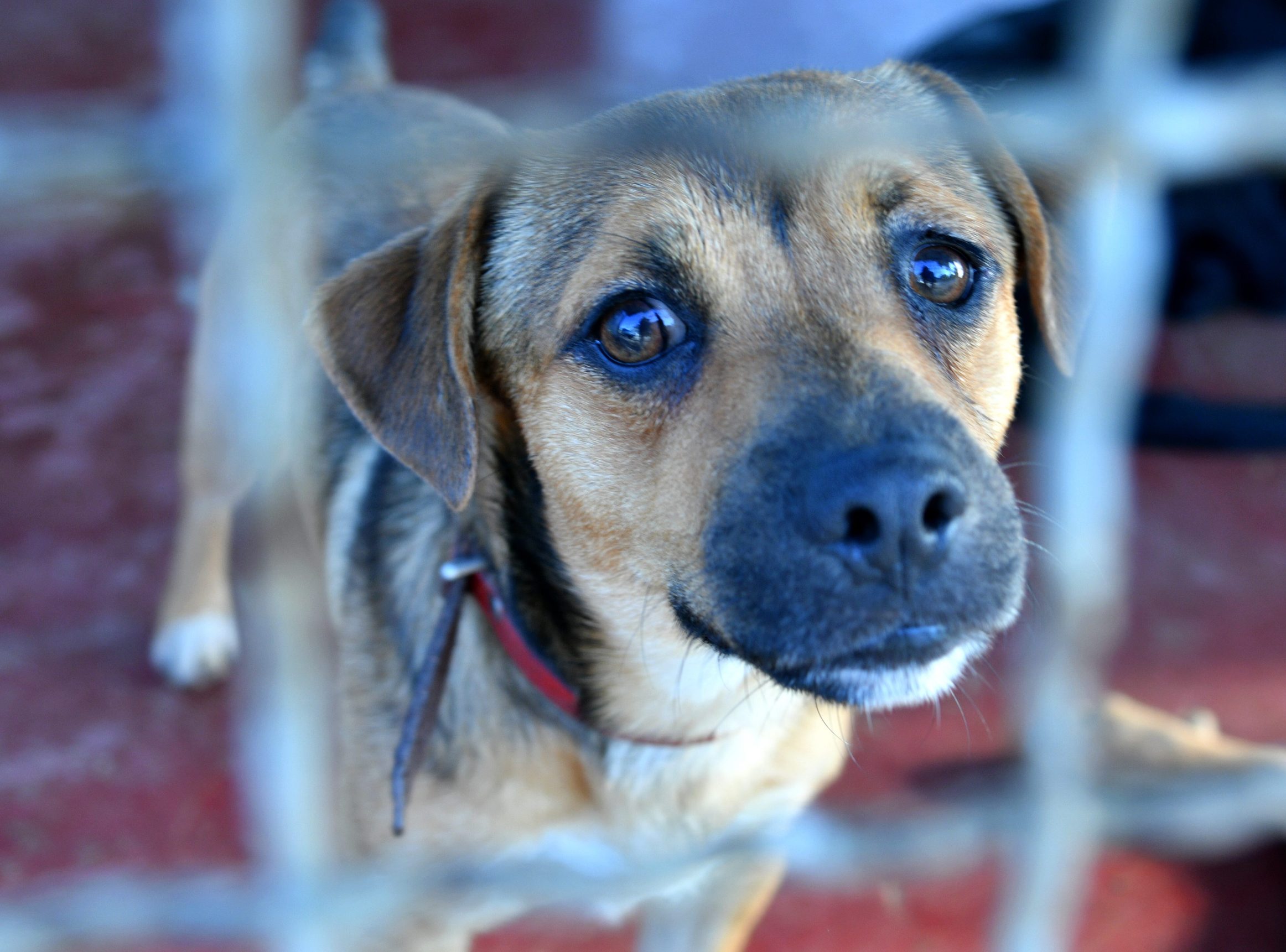 dumovec_stenci1-240719