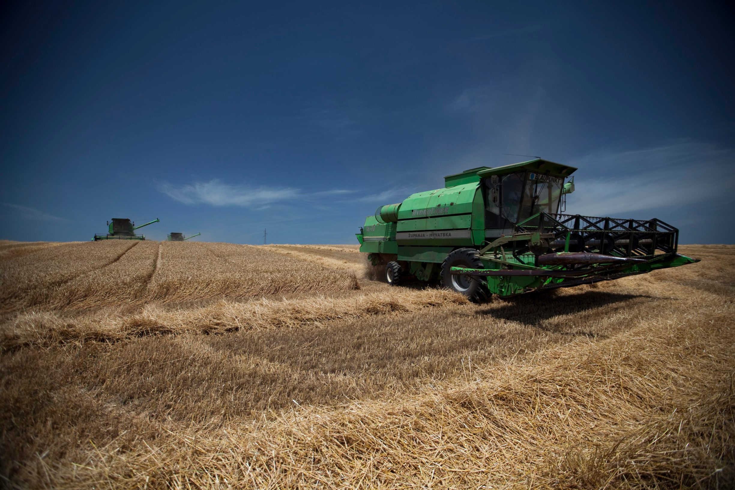 zetva_psenice7-290612