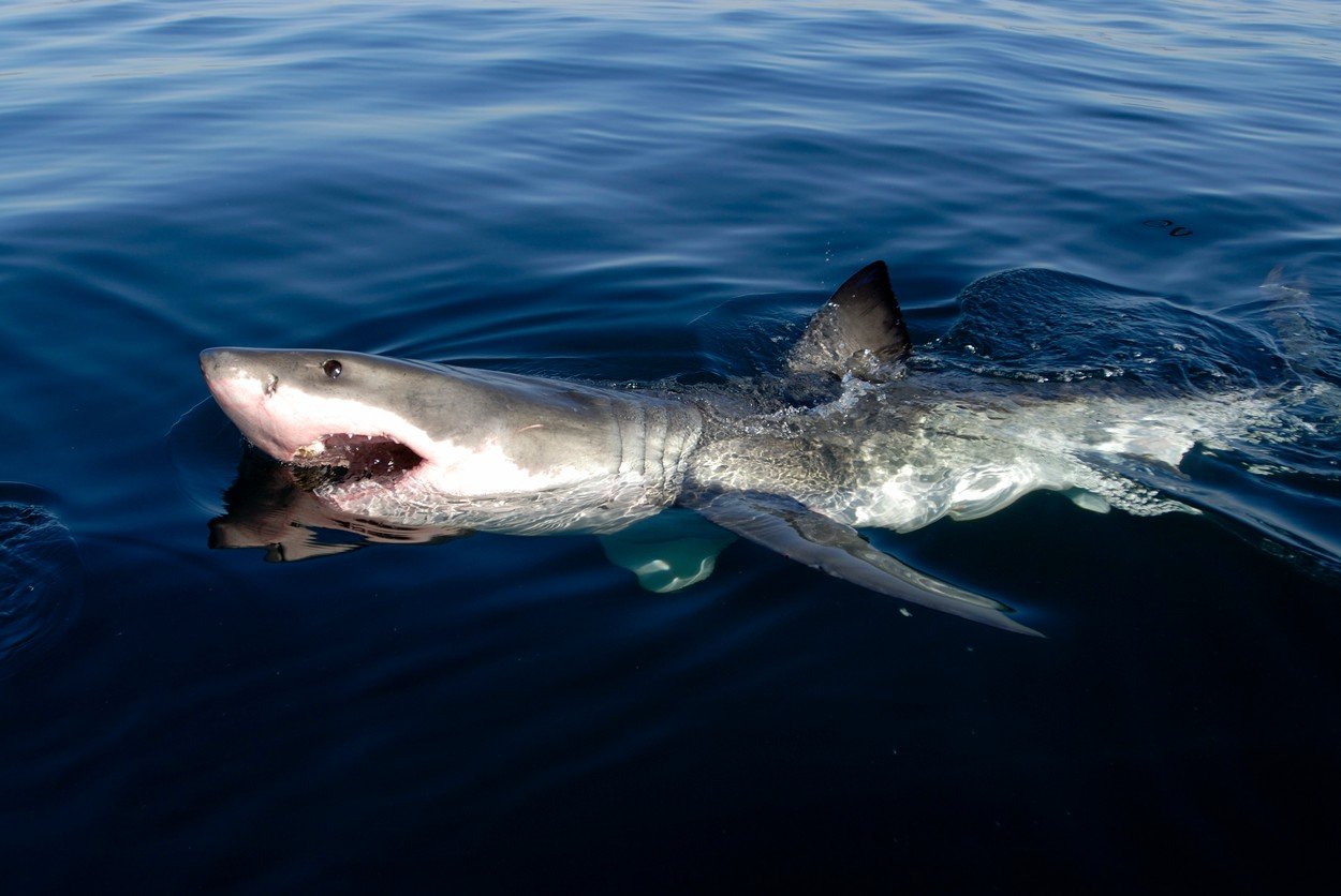 profimedia-0103071967