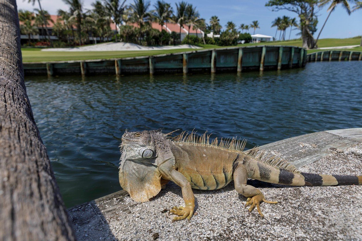 Iguana u Palm Beachu