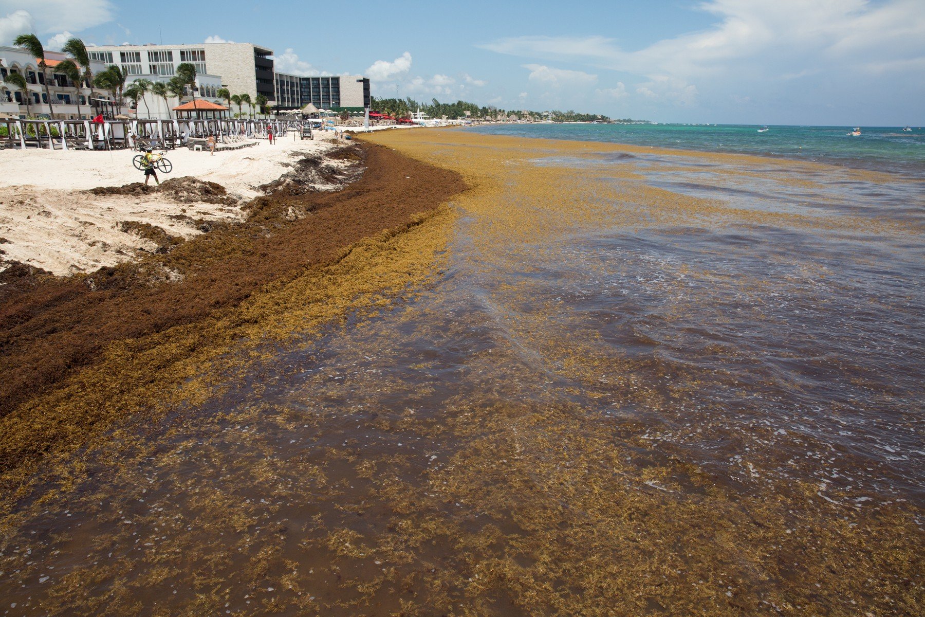 Sargassum na obali Meksičkog zaljeva