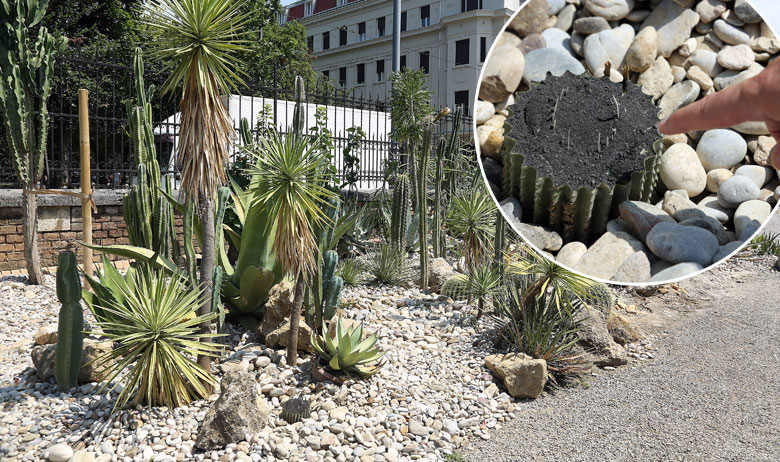 Kaktusarij Botaničkog vrta; u krugu: odrezani kaktus