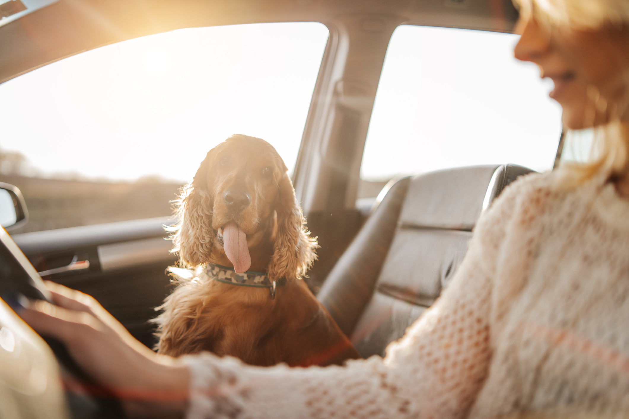 Nikad ne ostavljajte ljubimca samog u automobilu - bez iznimke!