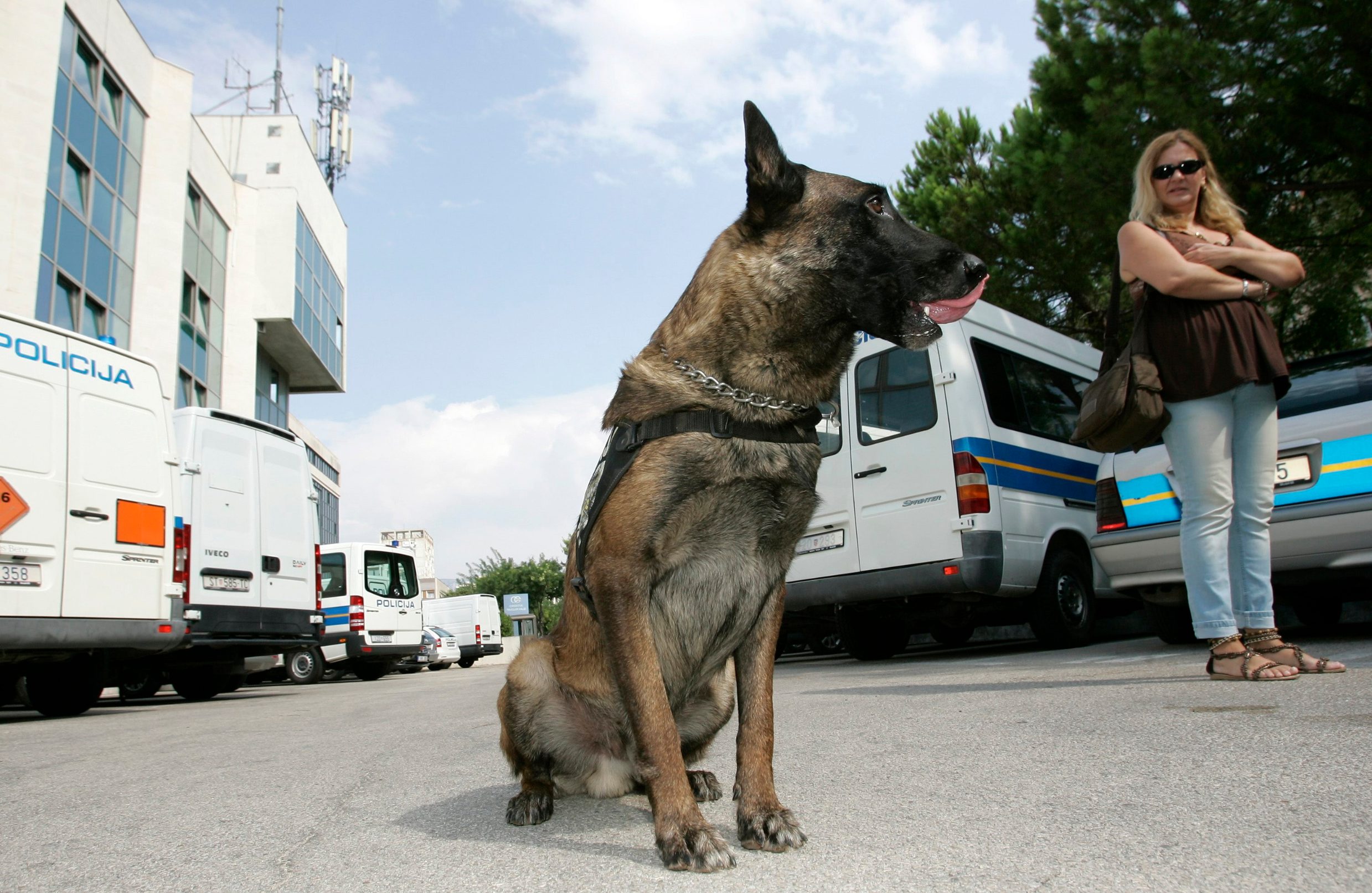 Belgijski ovčar (ilustracija)