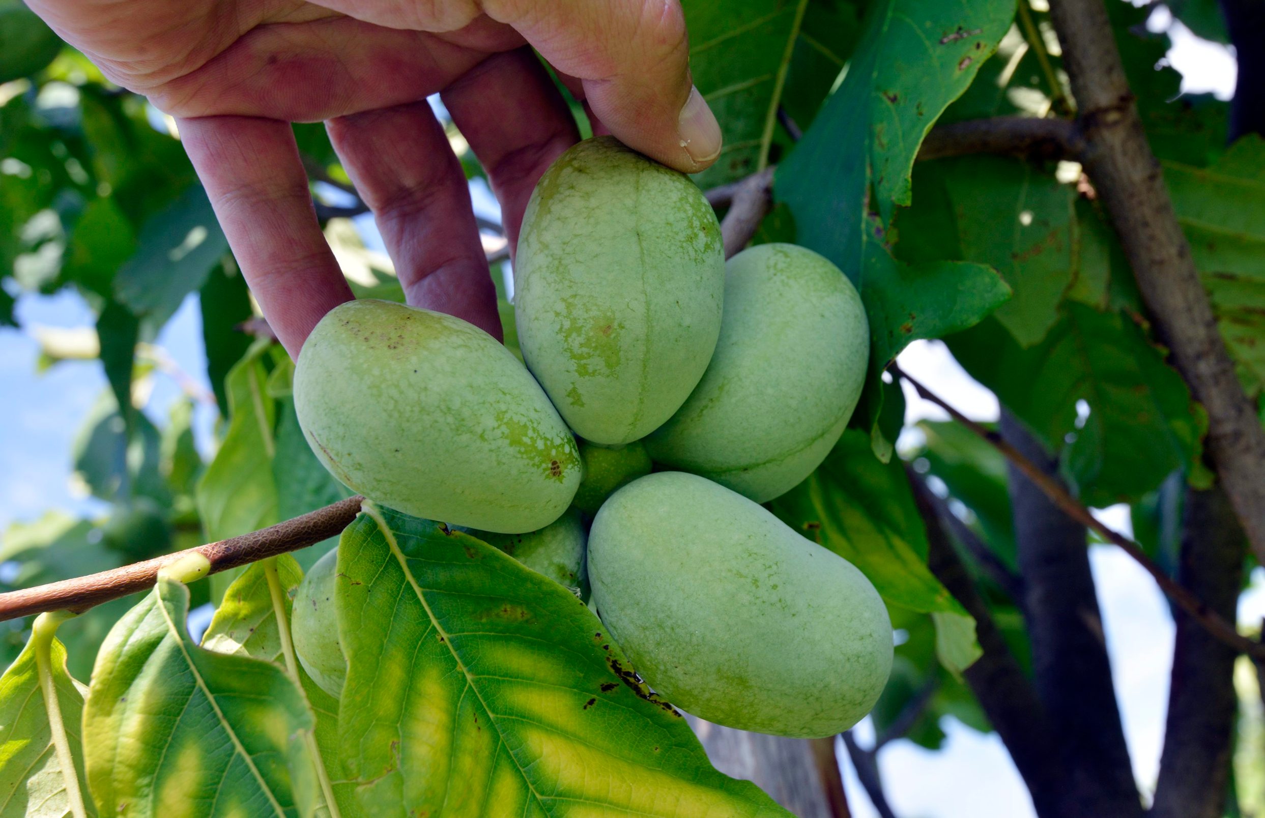 egzoticno_voce13-060819