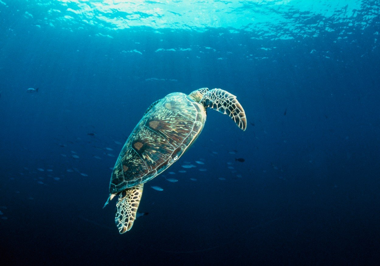 Golema želva (zelena morska kornjača)
