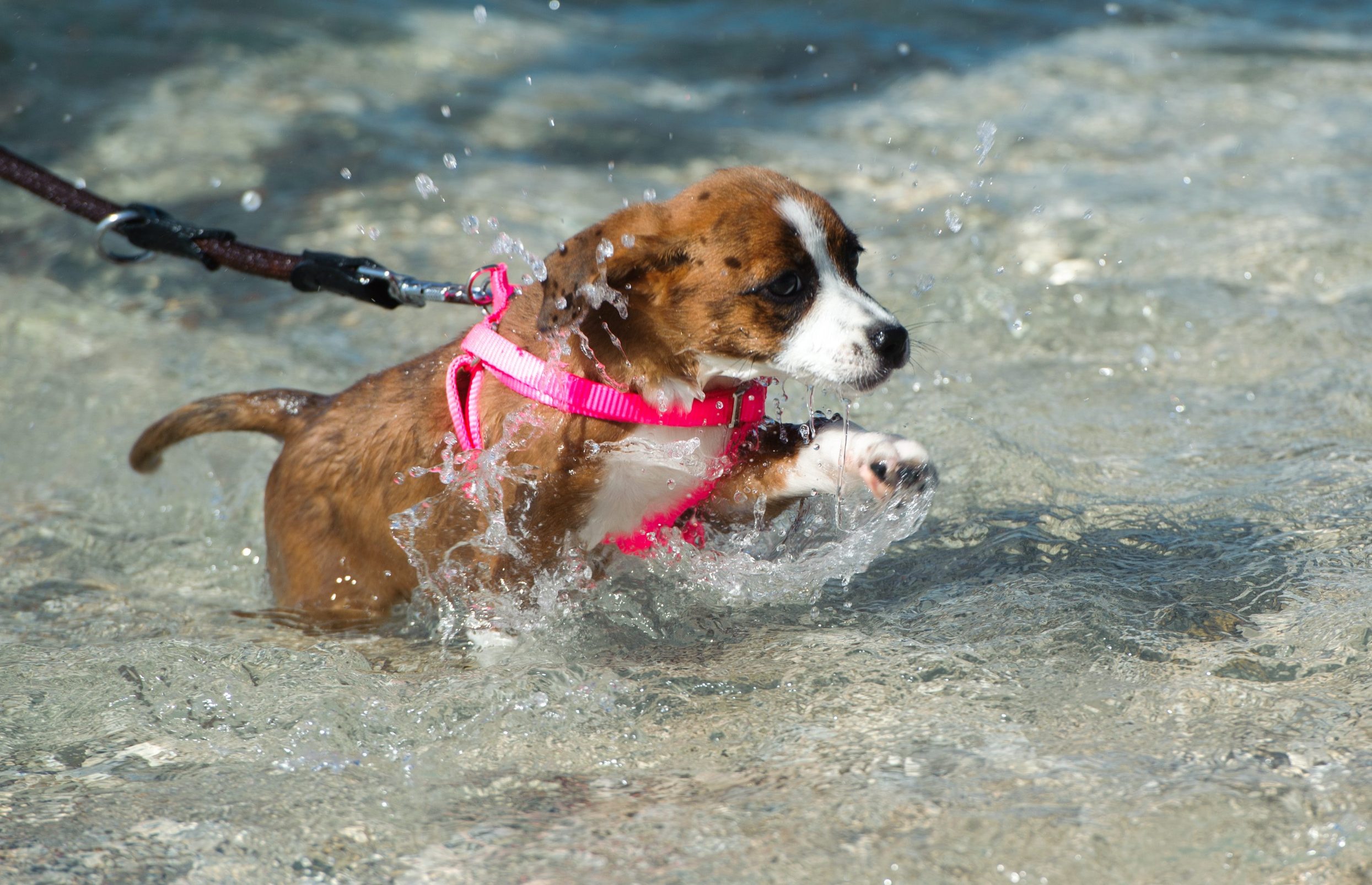 psi_kupanje16-230719