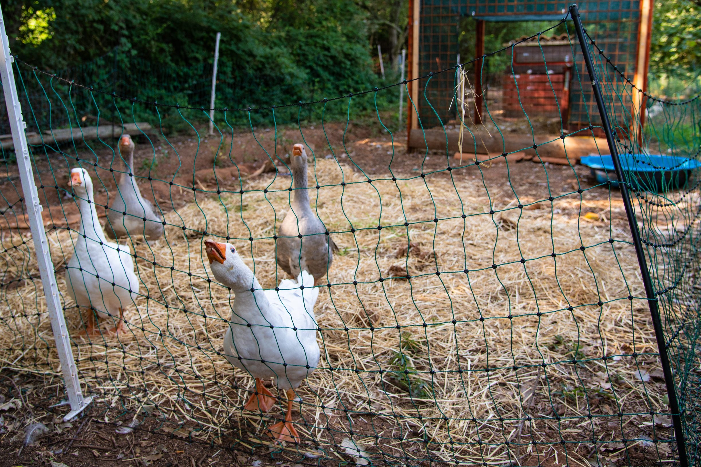 horg_vinkuran1-070819