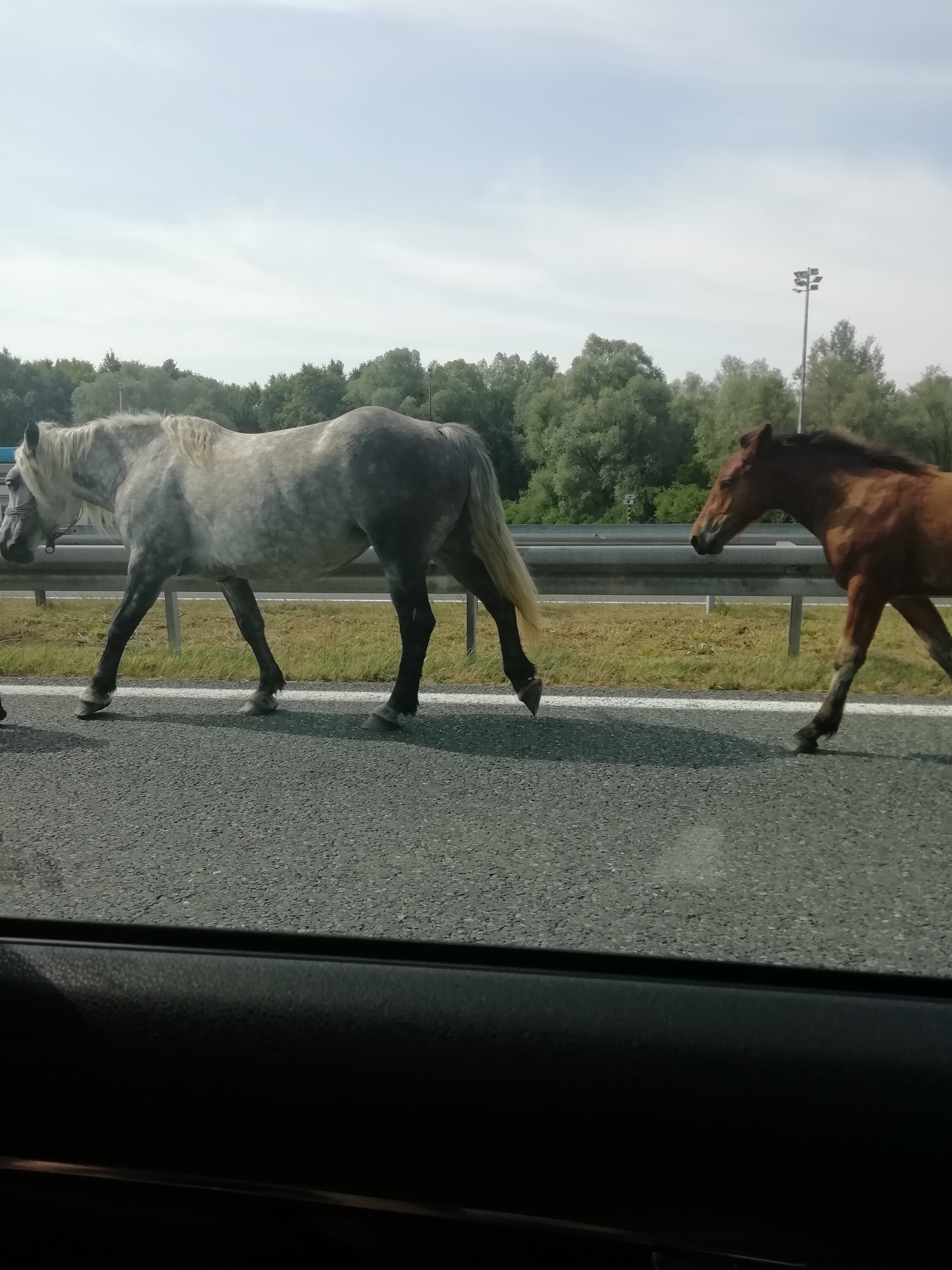 Konji na autocesti A3 kod Novske 
