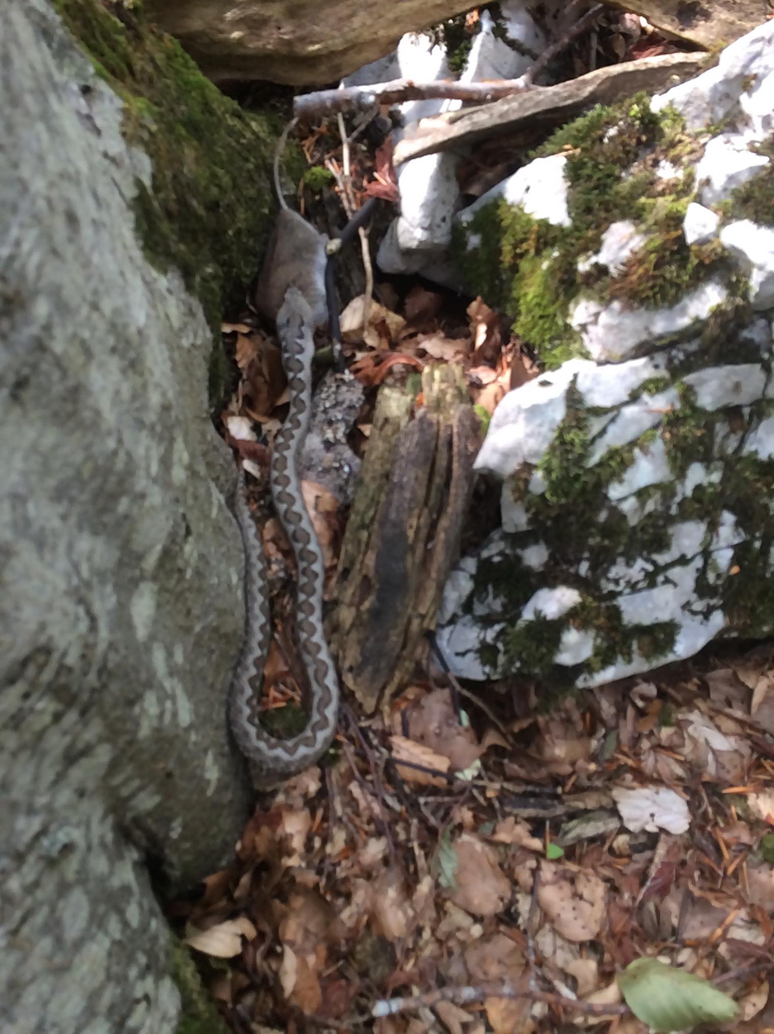 68941779_934521340216215_5881224019788693504_n