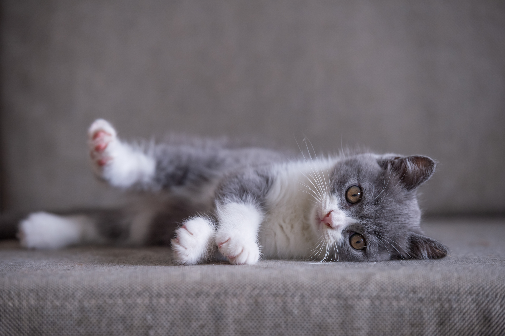 Garlic je britanska kratkodlaka mačka.