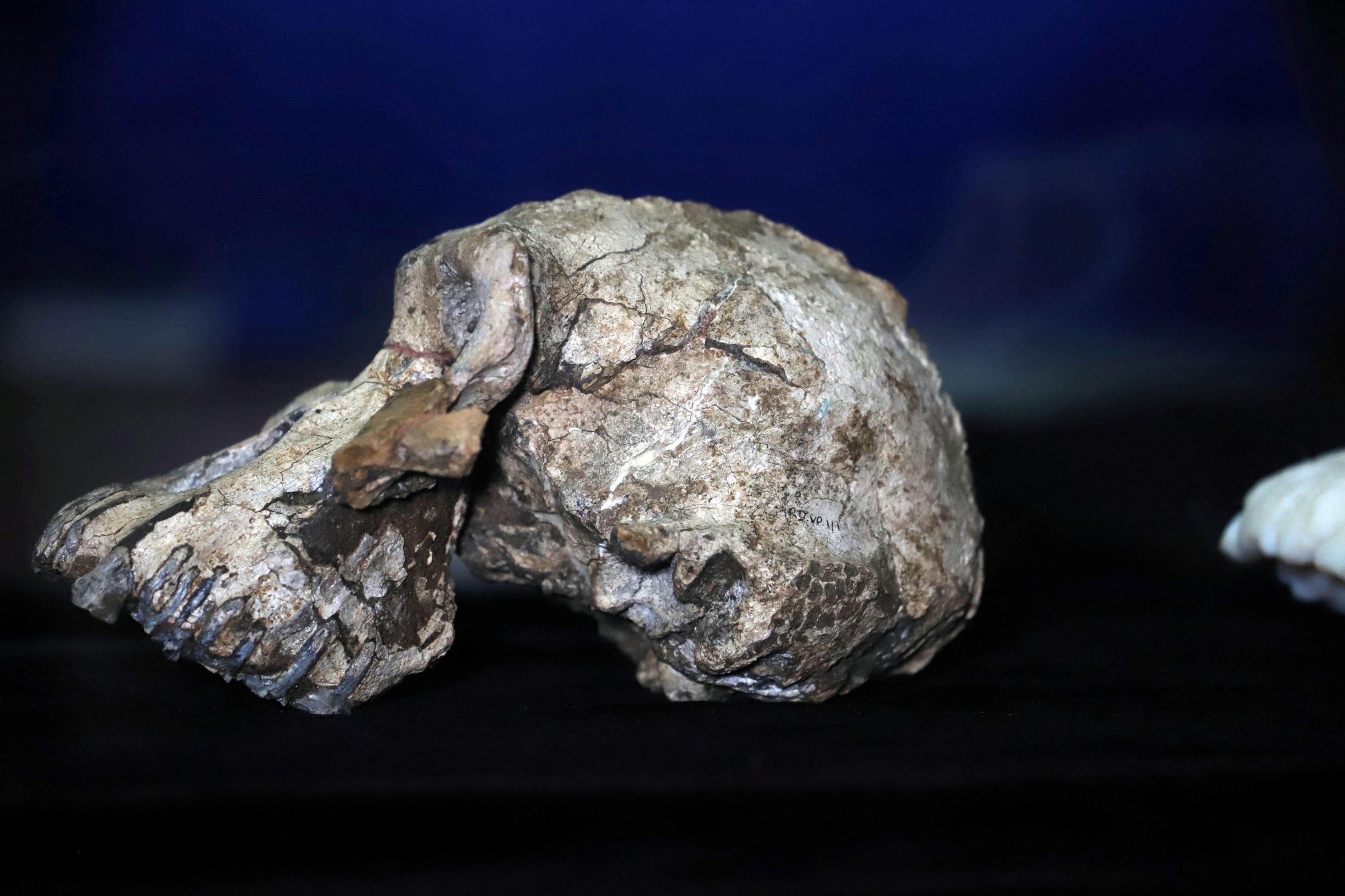 Fosil Lucynog pretka, Australopithecusa anamensisa
