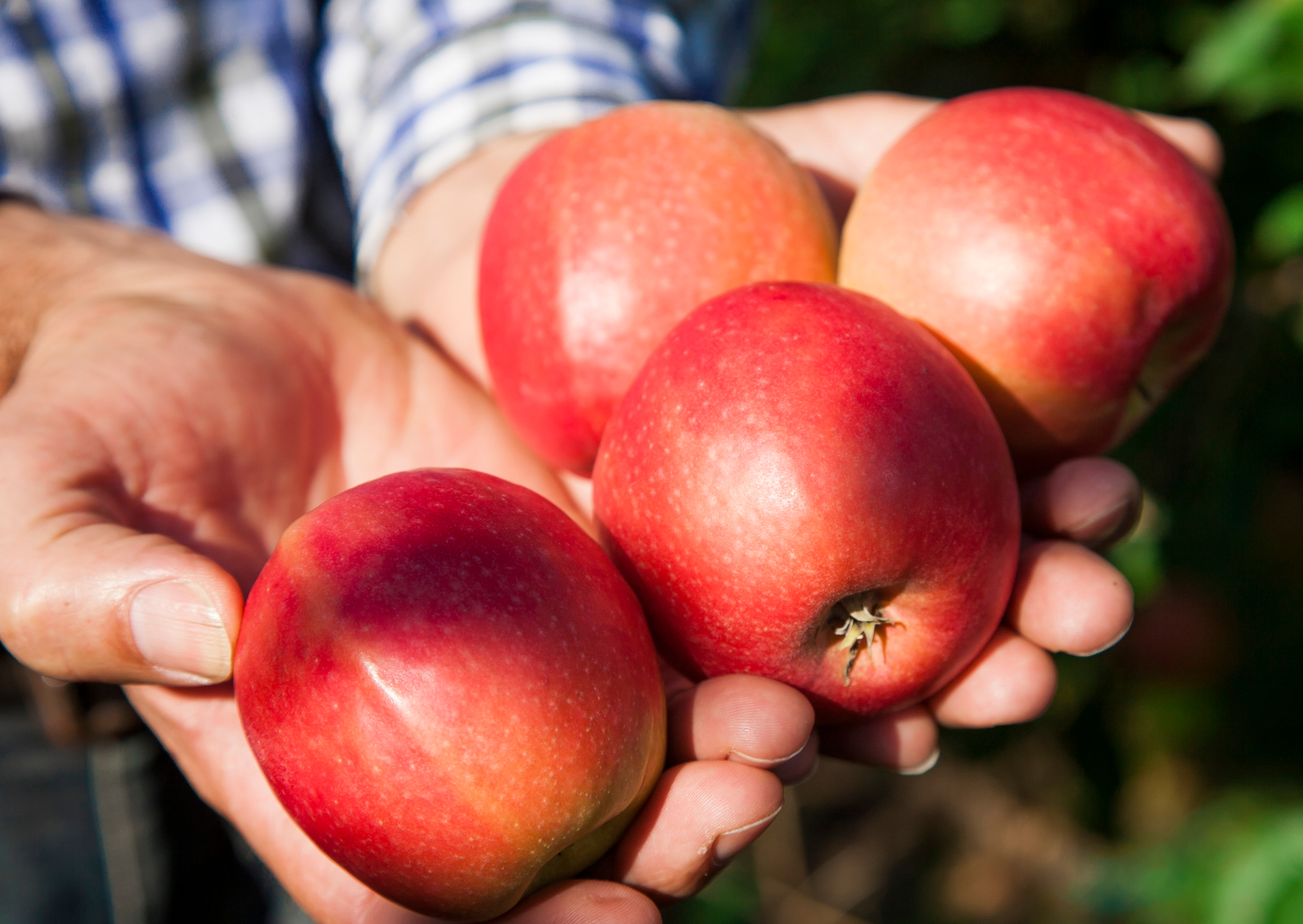 metkovic_matic4-311015