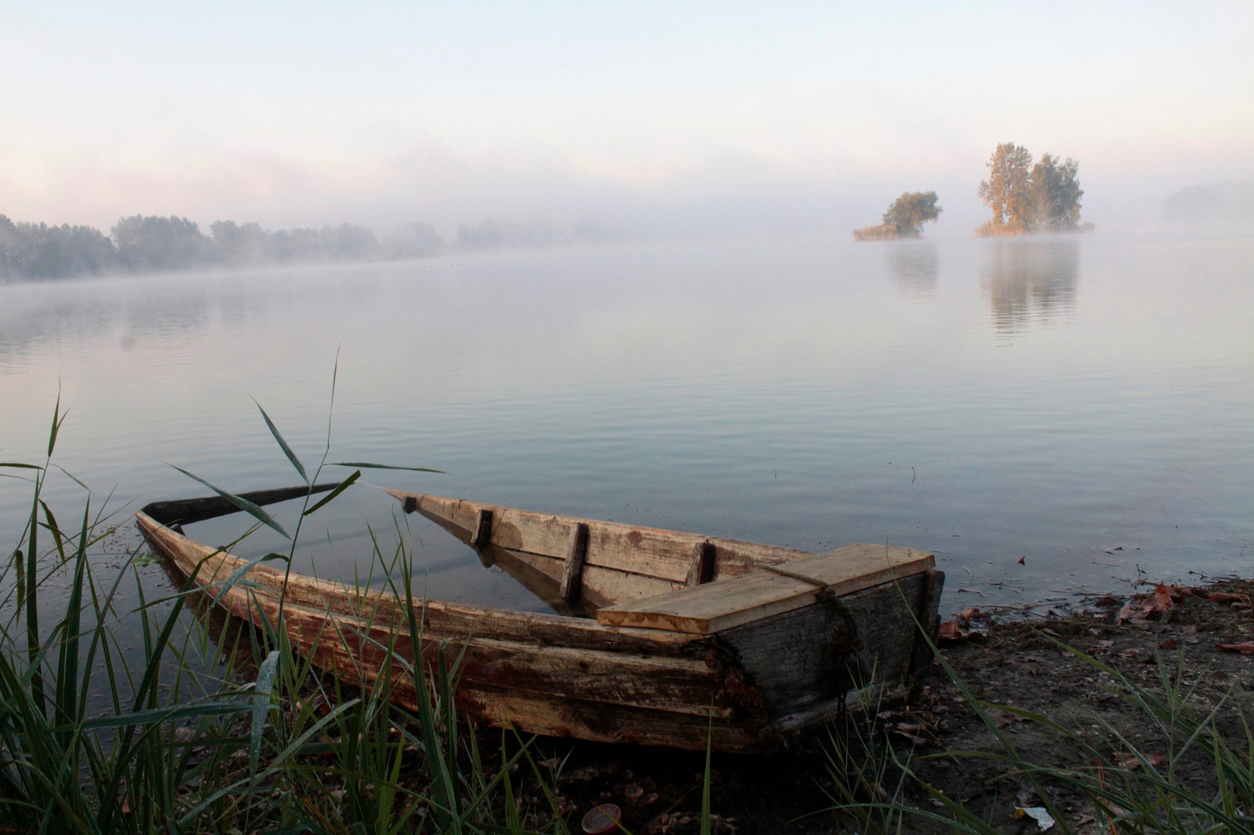 Šoderica; ilustracija