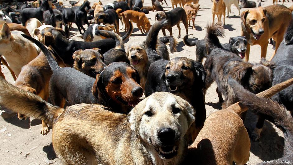 Psi u jednom prihvatilištu za životinje u Nišu