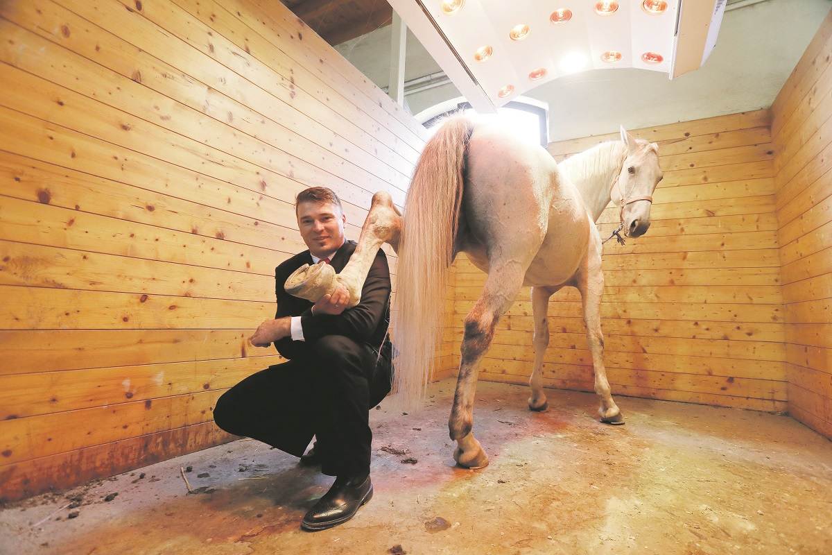 Antun Živić i kobila Nataša u solariju