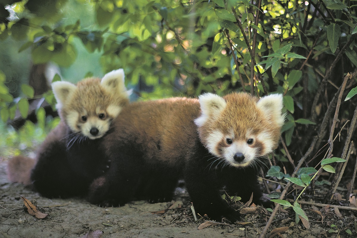 262371-335705-Crvene_pande_HR_2_1