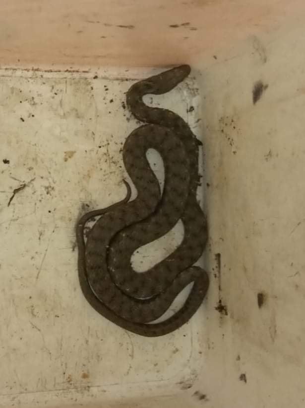 ZMIJA SMUKULJA-DAMIR SKOK