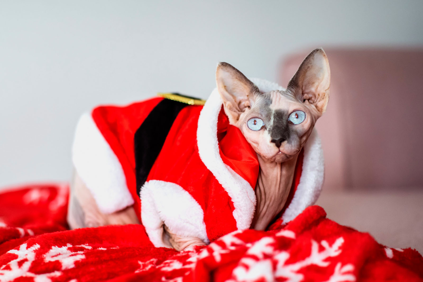 bozic_varazdin-111119