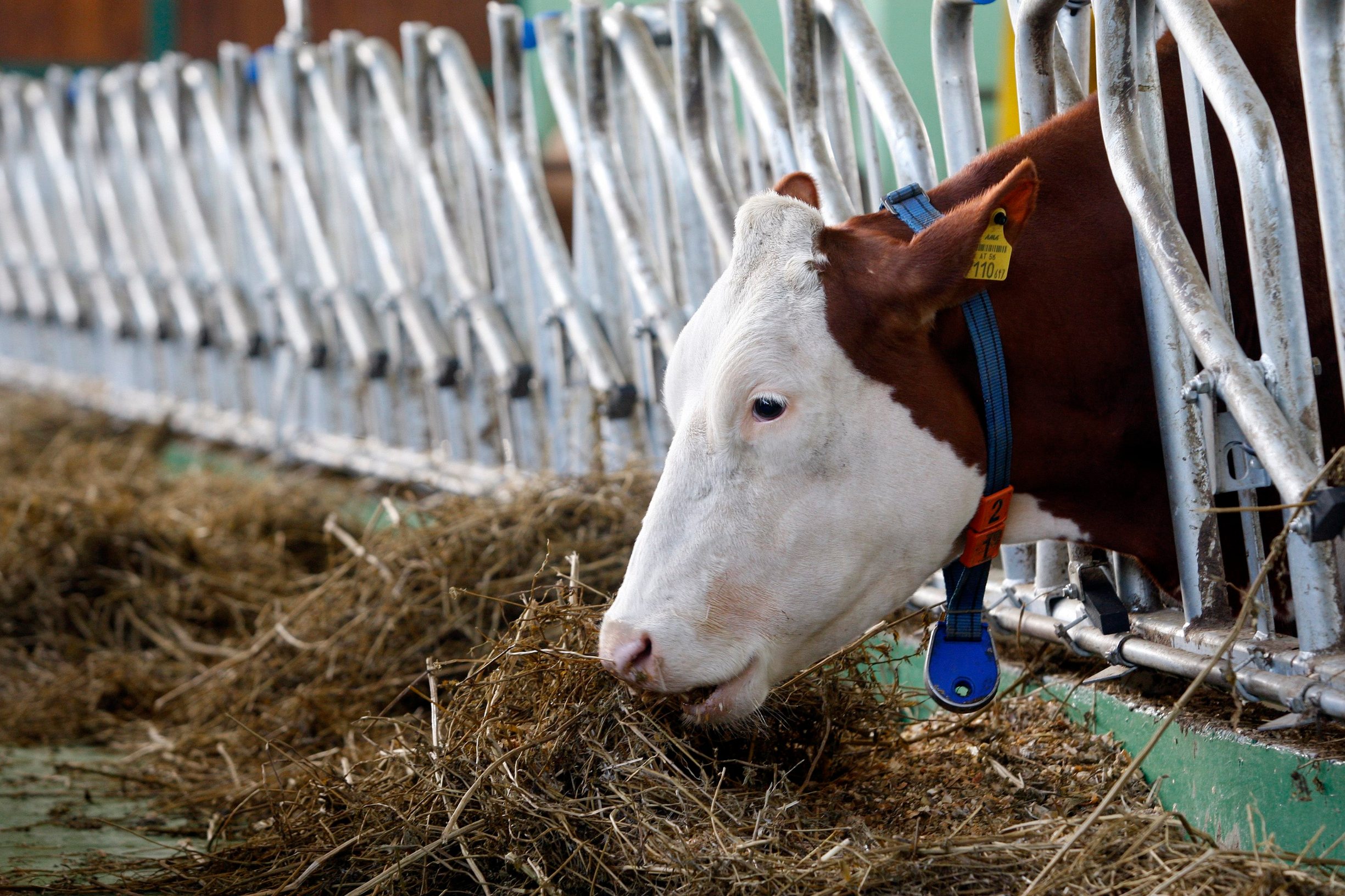 farma_levanic4-171012