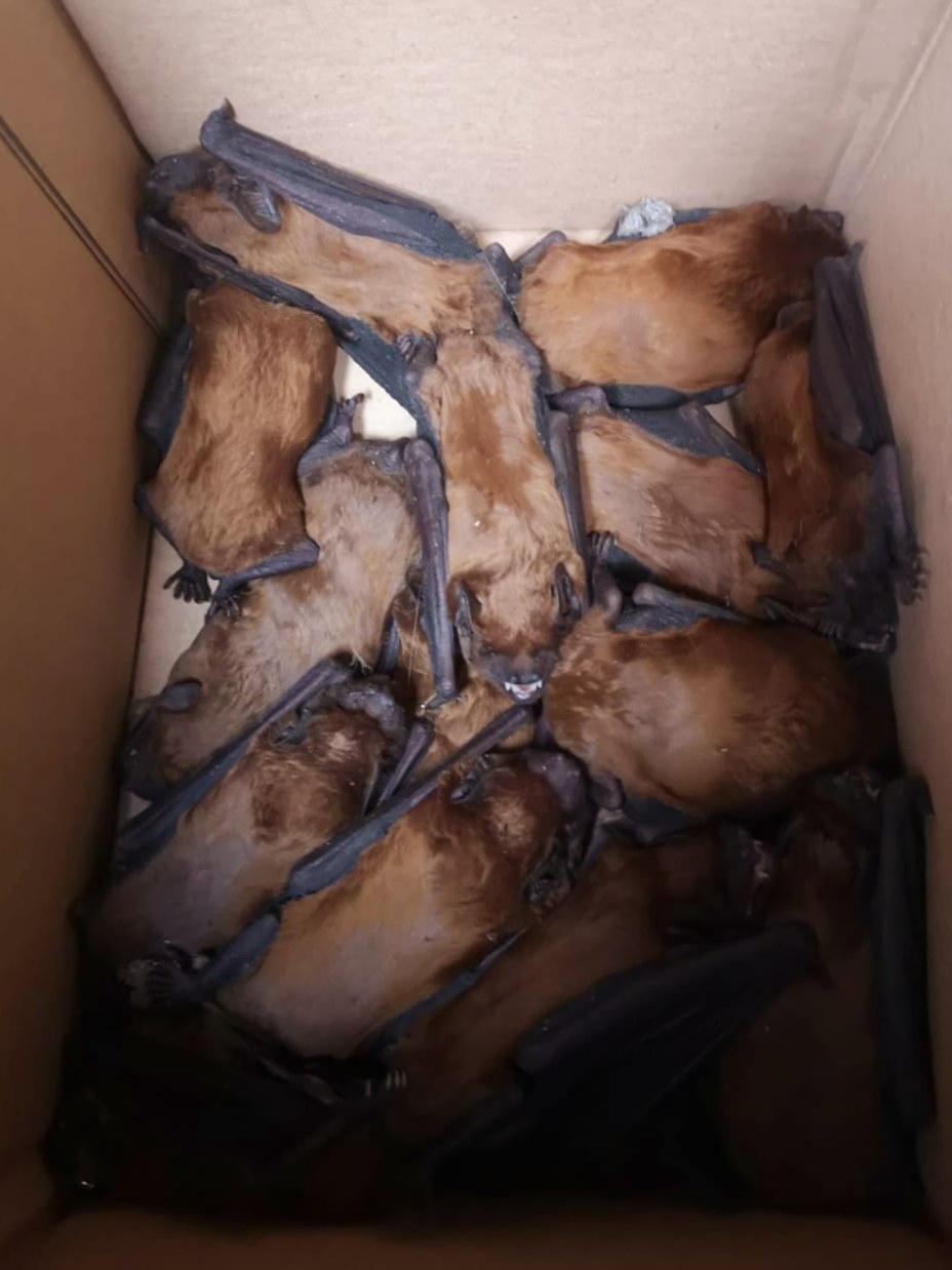 Šišmiši spašeni u Sigetu