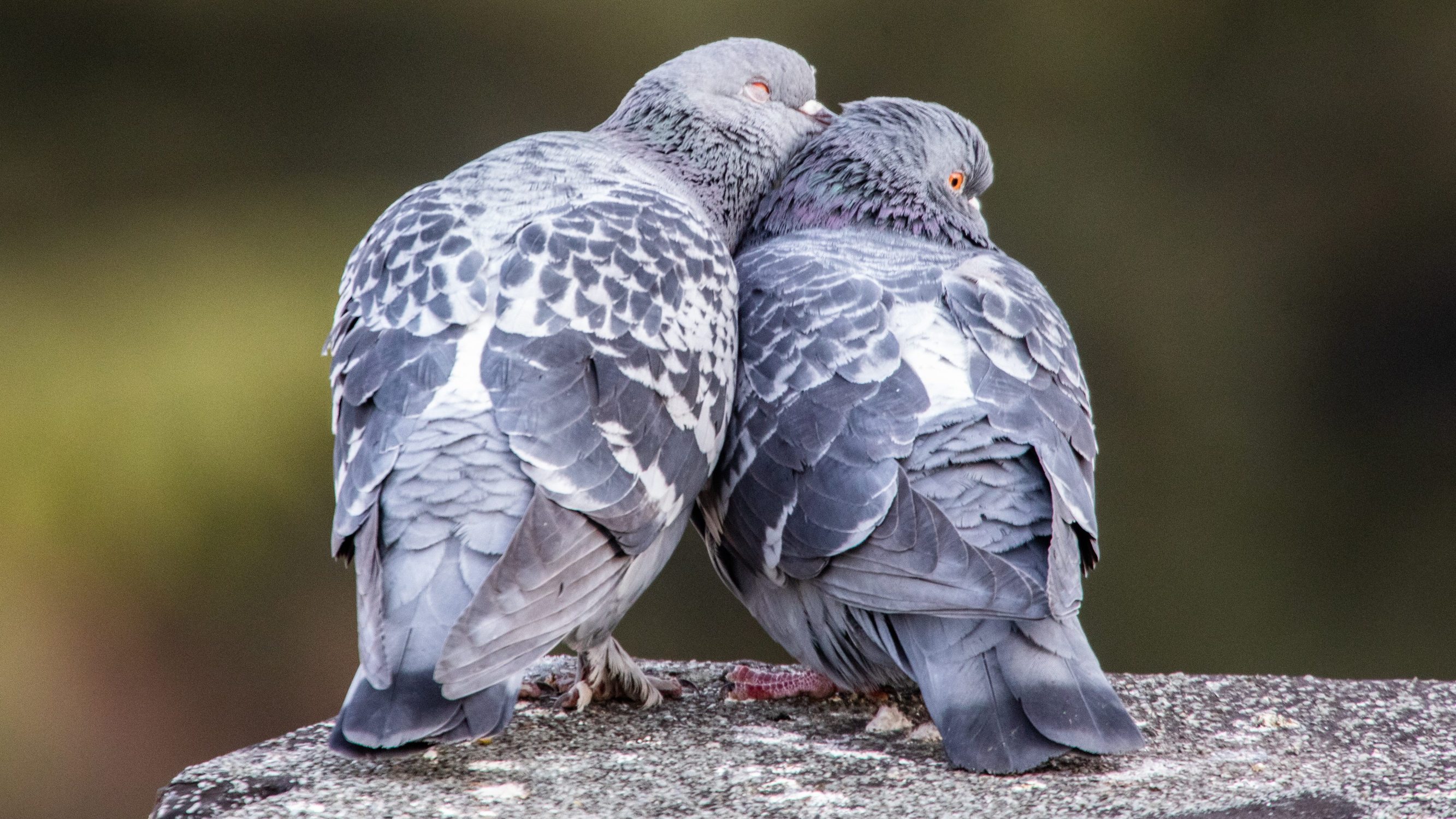 zaljubljeni_golubovi4-130220