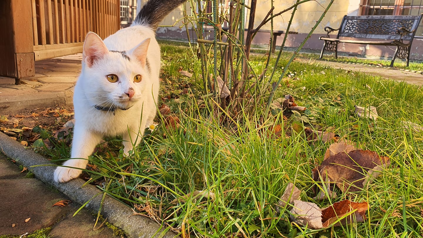 86460532_2783258785098710_7104309437287890944_o