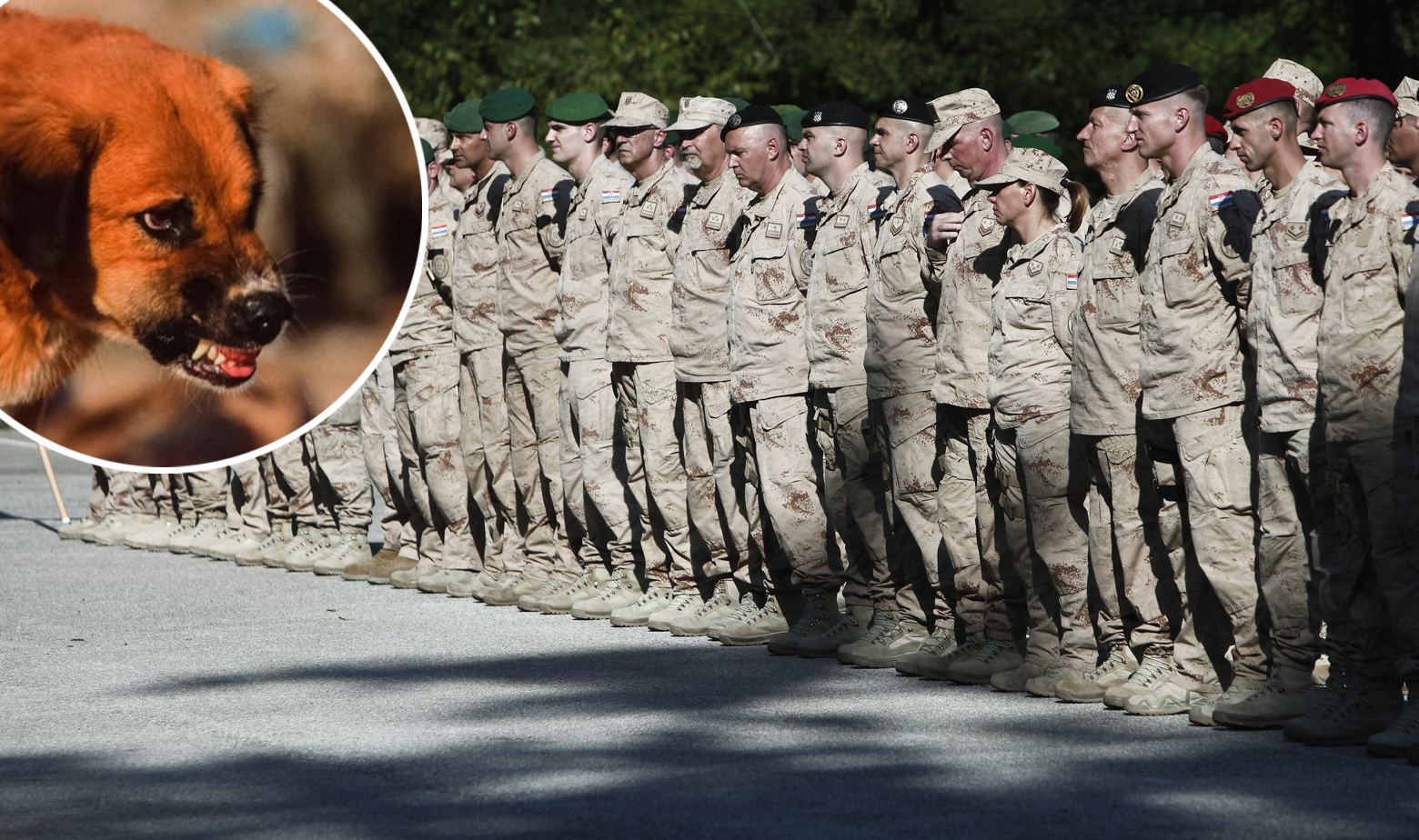 Vojnici HV-a i ilustracija psa