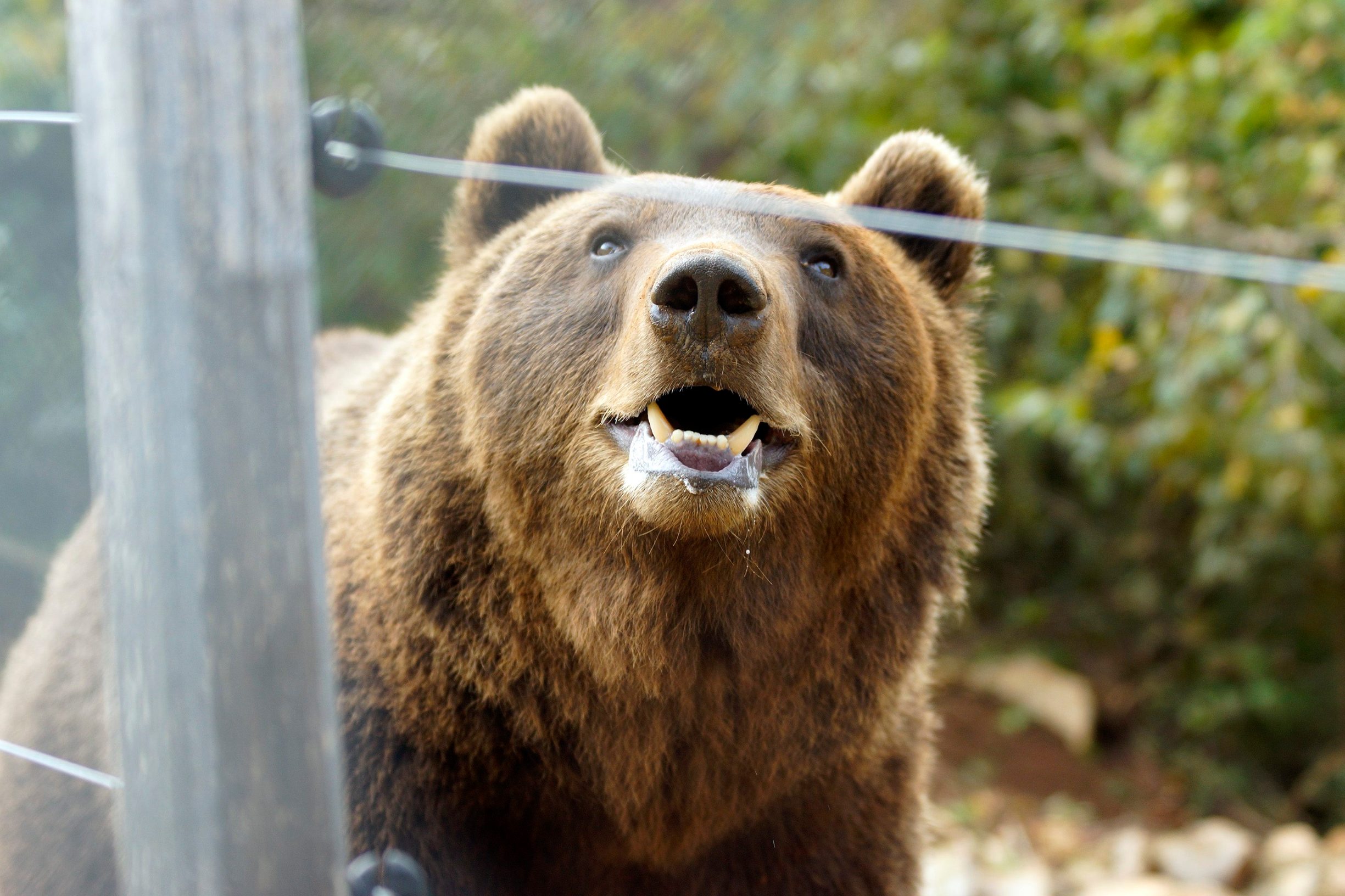 Medvjed u utočištu Kuterevo