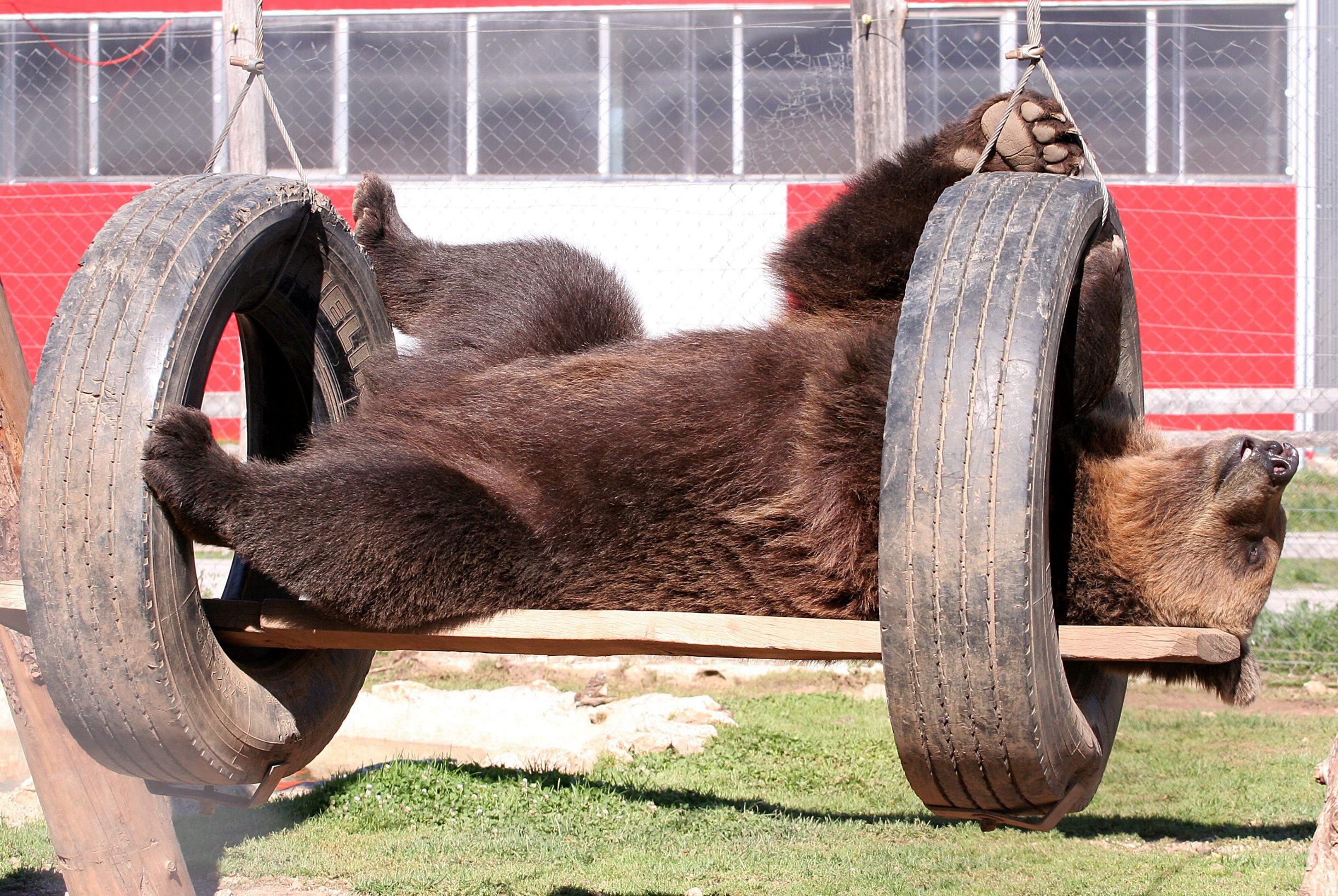 Macolin medvjed (arhiva)