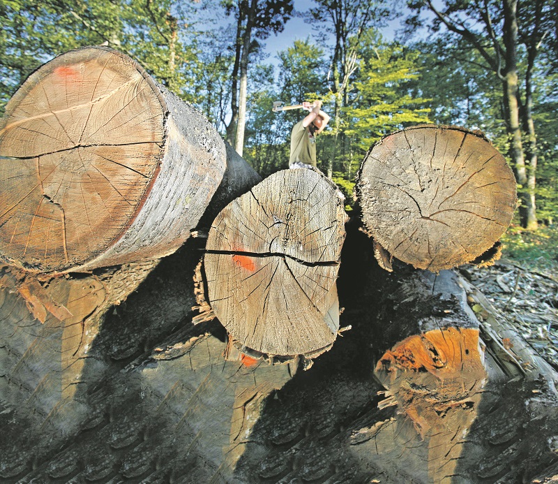 hrvatske-sume2-061011