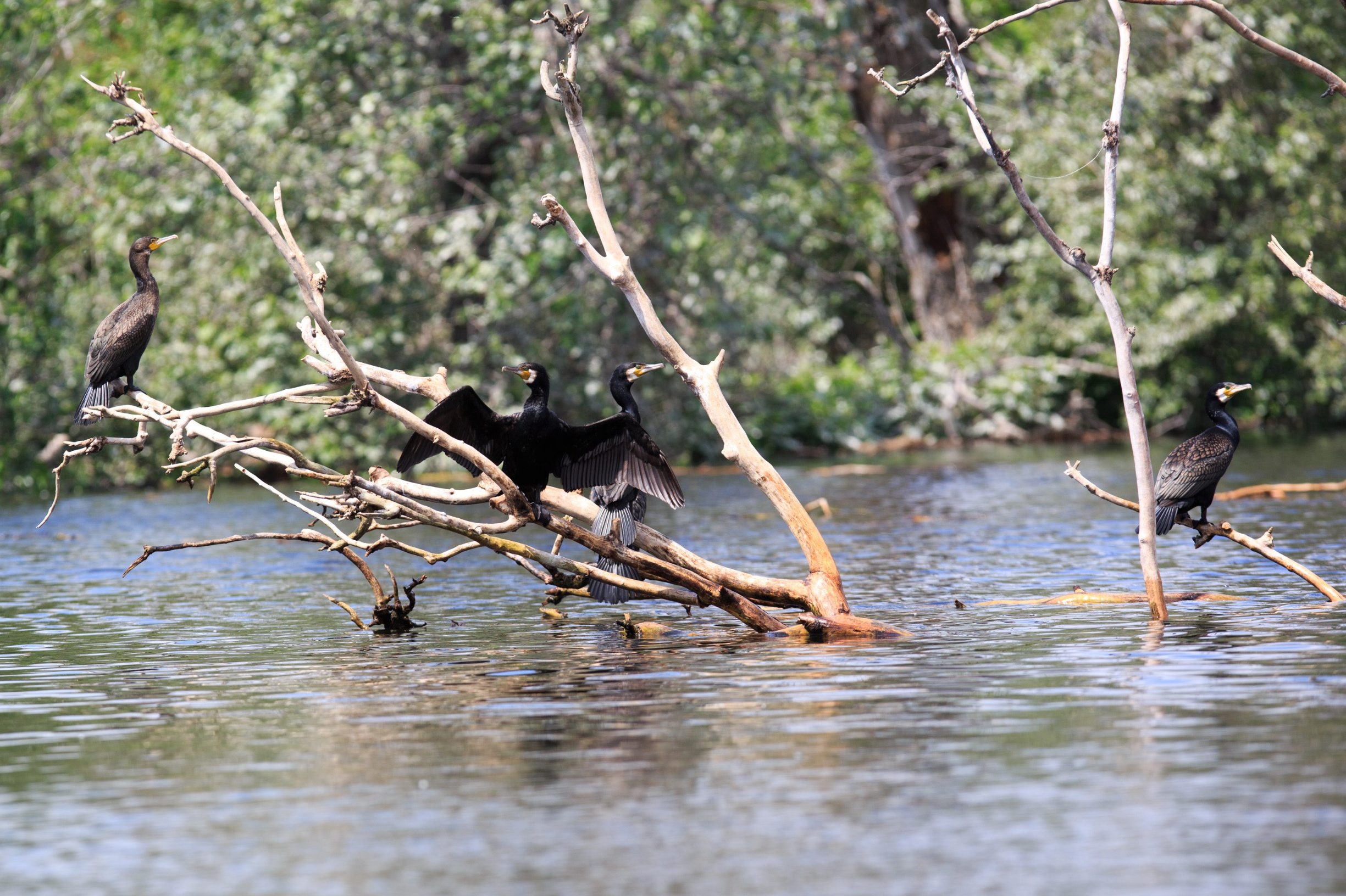kopacki_rit-040619-22