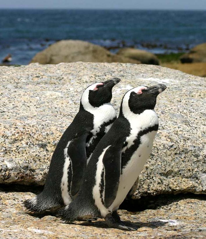 African_penguins_Boulder_Bay_1