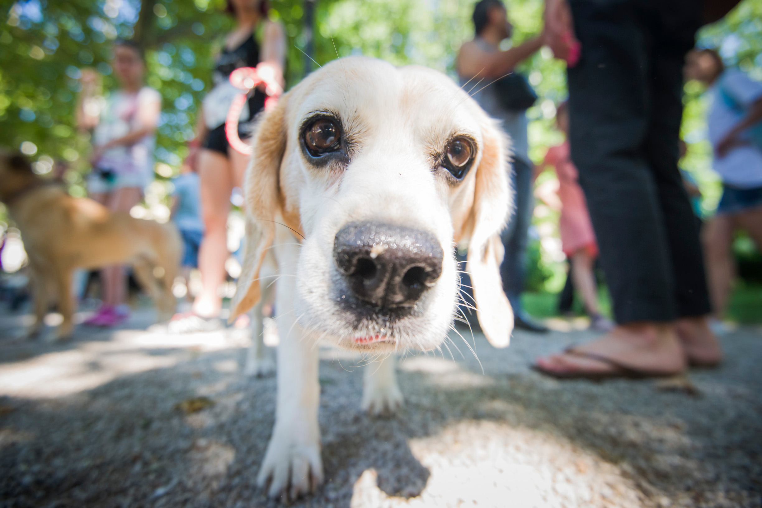 plutrka_psi19-070615