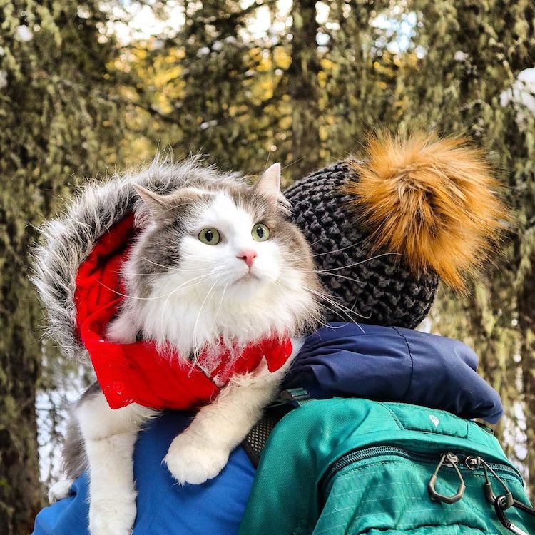 gary-the-hiking-cat-16
