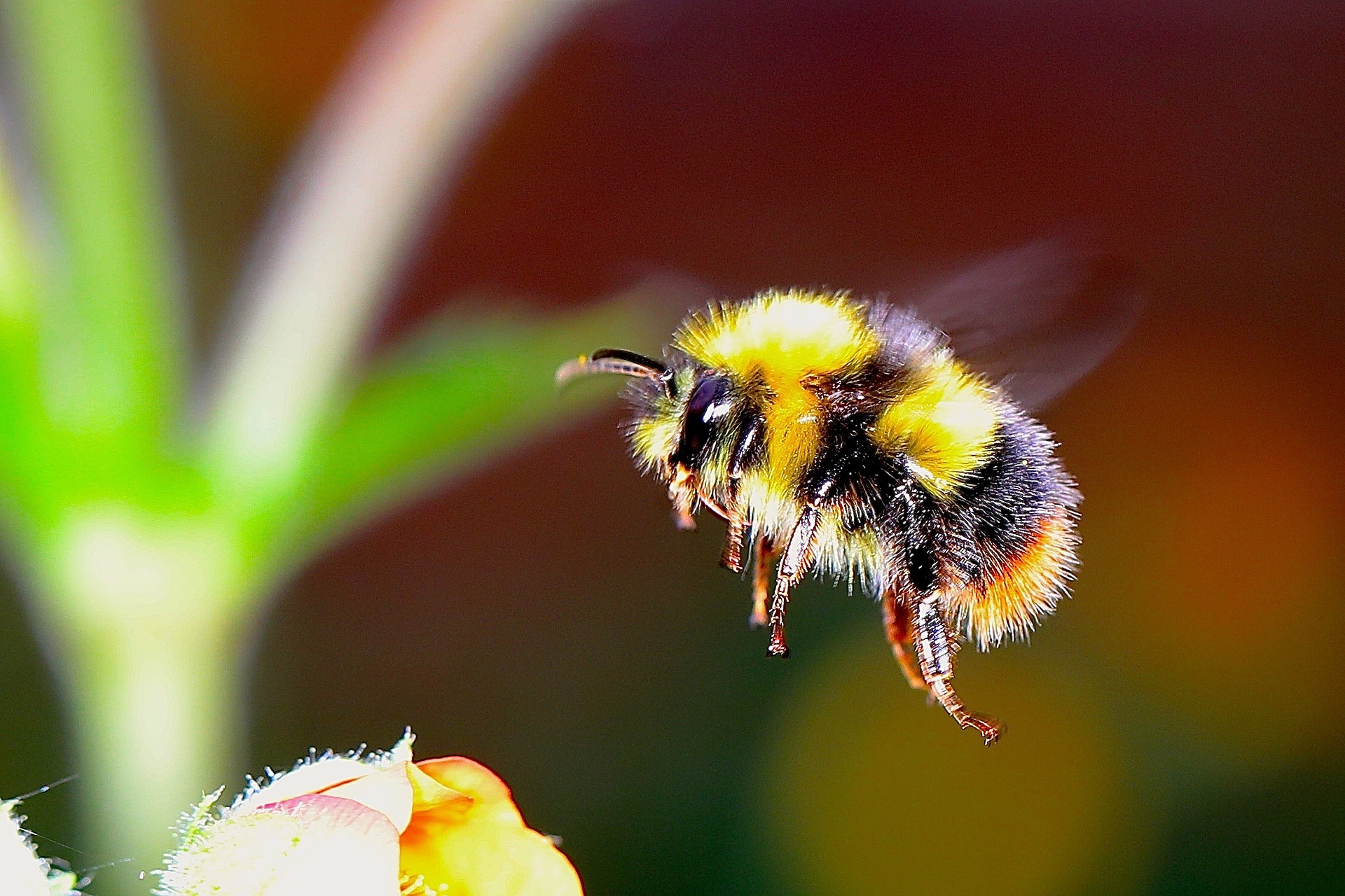 bumble-bee-2361336_1920