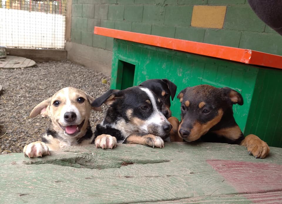 štenci - Azil Osijek