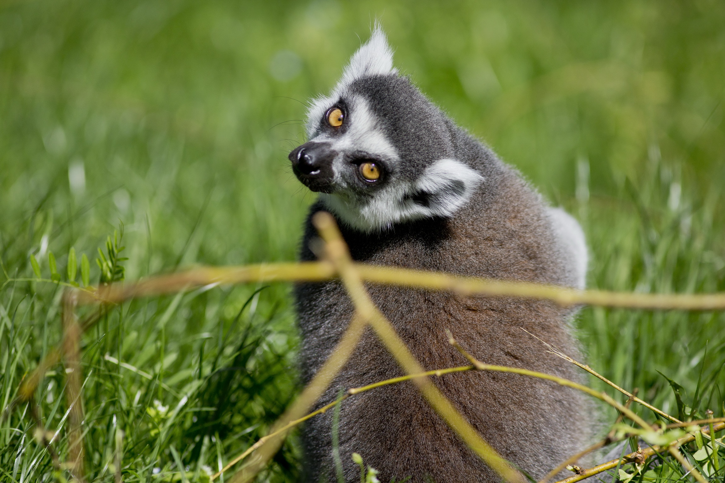 Prstenastorepa lemurica