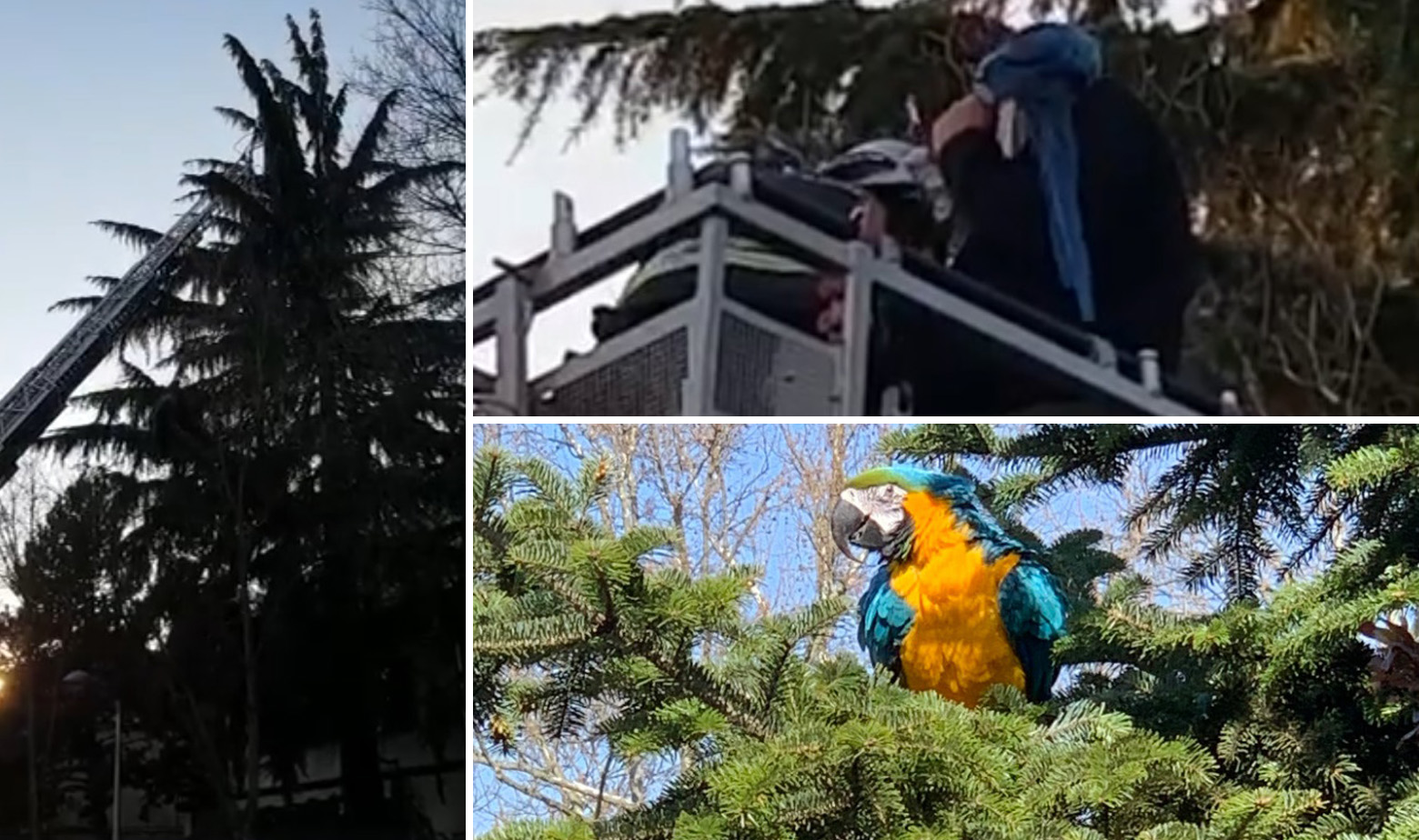 Spašavanje papagaja Jacka