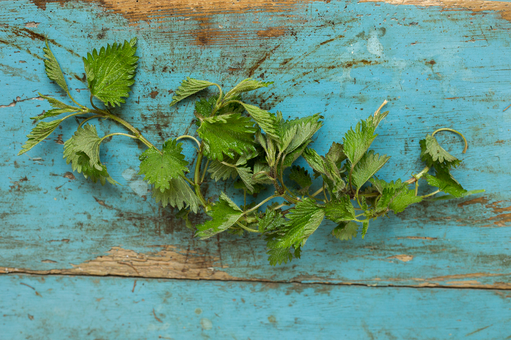 samoniklo_jela6-180316_3