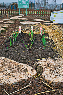 presadnice-kovach1-190218