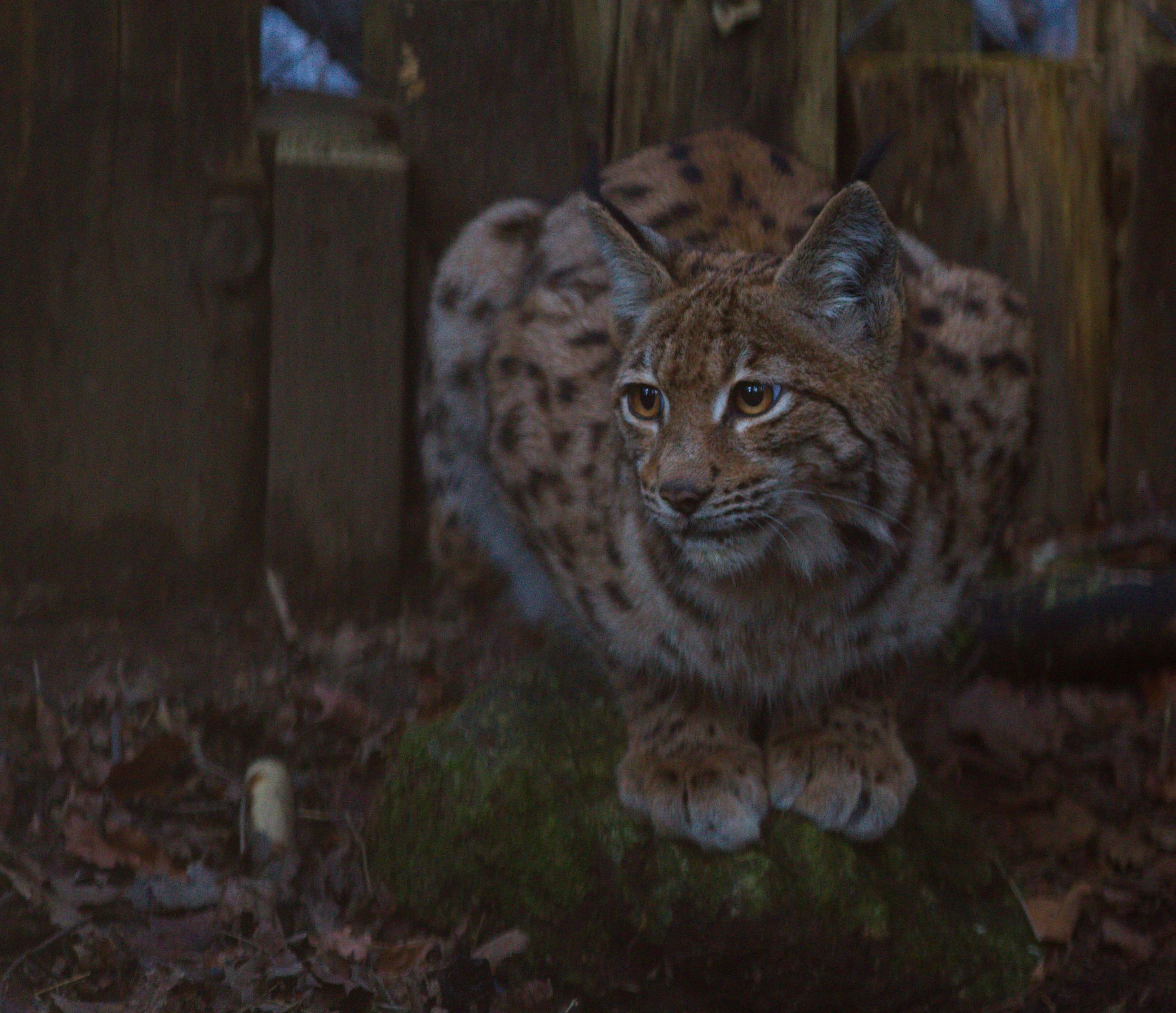 Martina u nastambi u NP Risnjak Foto_Vedran Slijepčević