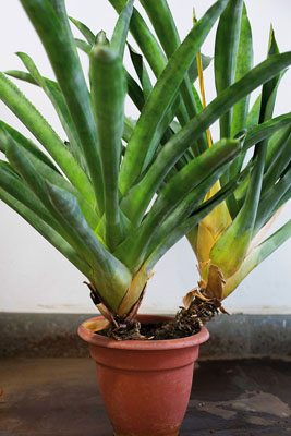 bilje-brazilska-radne10-150318