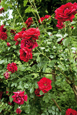 ruze-coh-stubicke1-240518-JPG