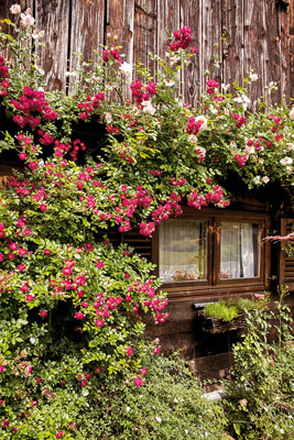 ruze-coh-stubicke12-240518-JPG