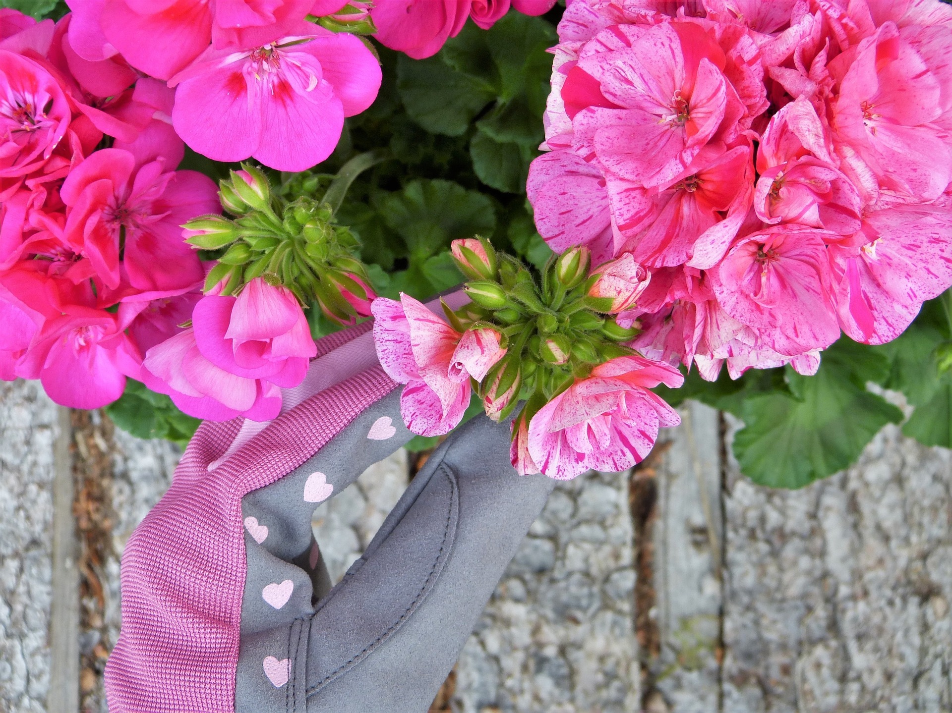 geranium-2368637_1920