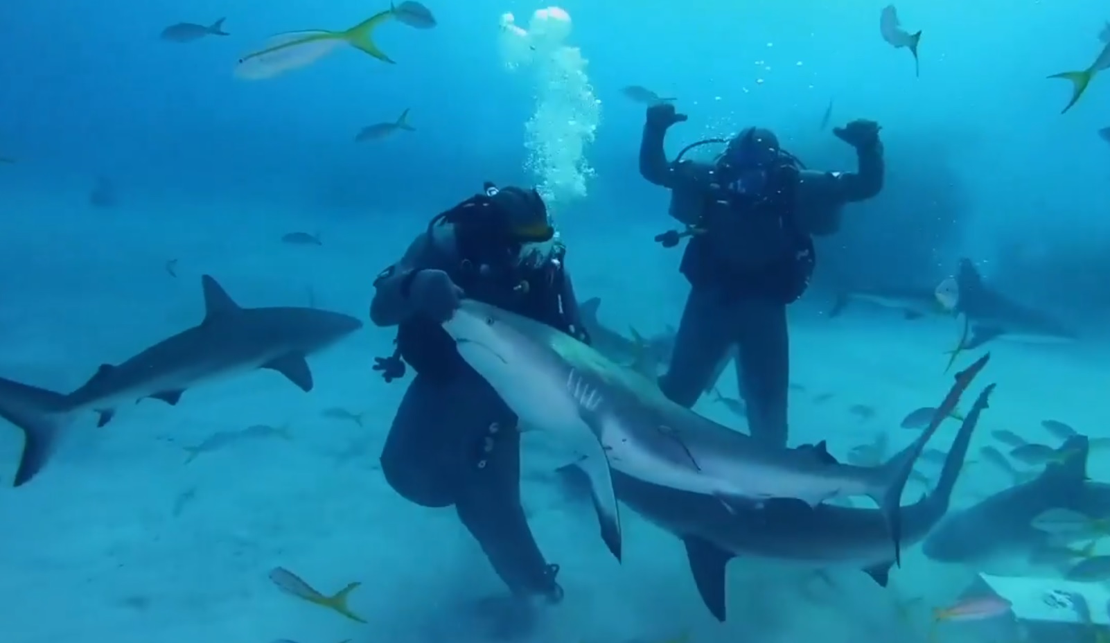 Mike Tyson shark week