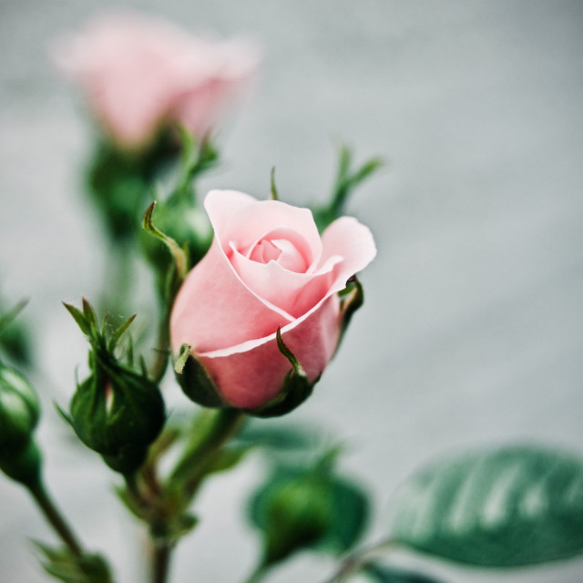 thomas-curryer-KVyFTJDgsUI-unsplash