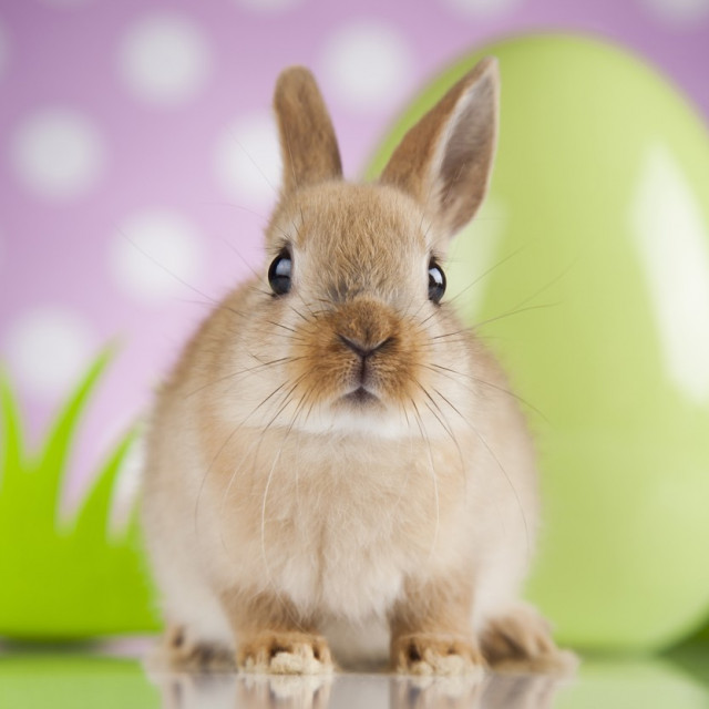 profimedia-0375333990